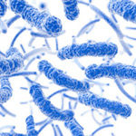 Culture of bacteria Coliform Bacteria