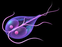 Giardia Coliform Bacteria in CT