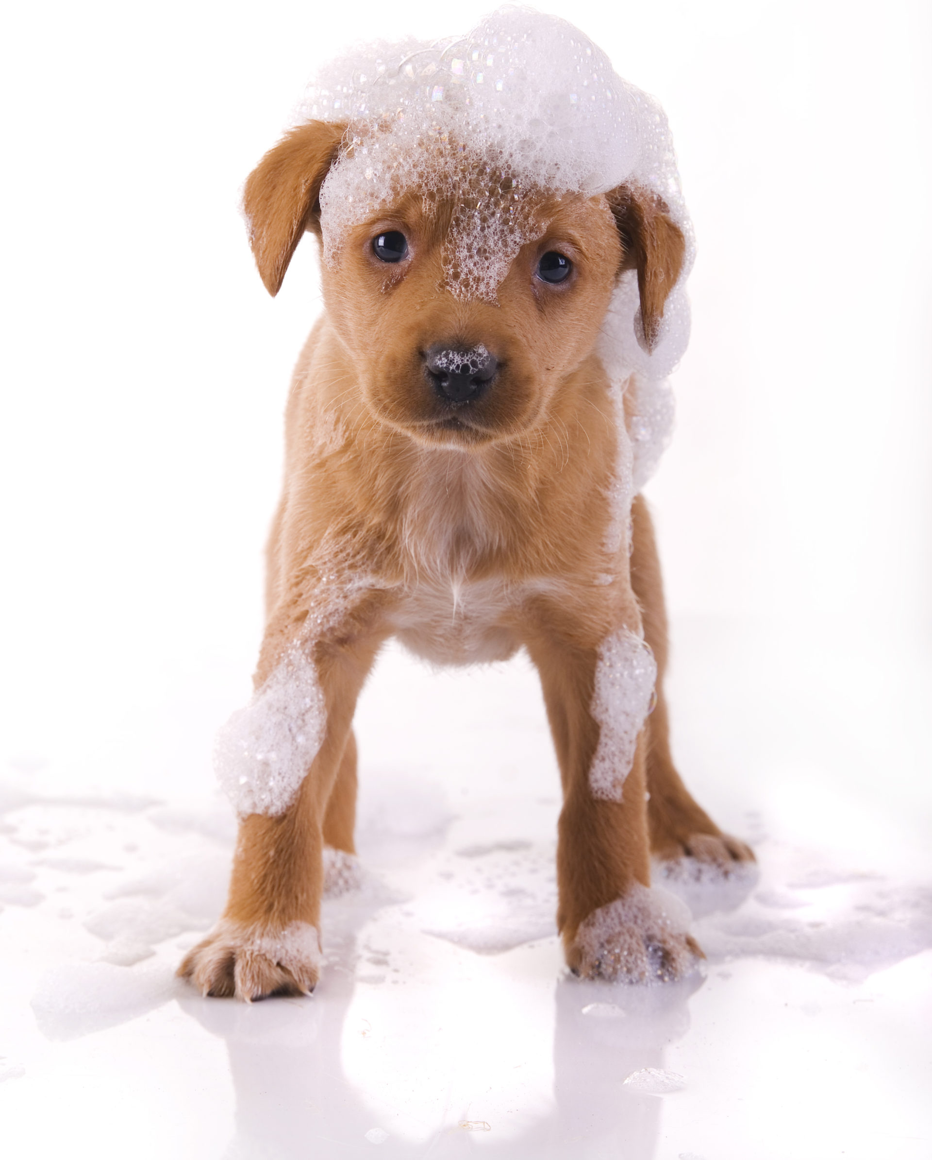 cute, wet puppy/ isolated on white cute, wet puppy/ isolated on white